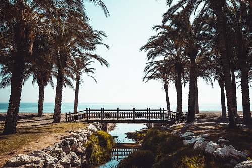 palm tree green coconut palm trees torremolinos